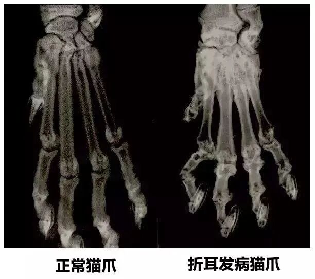 折耳猫很可爱？这几个真相你必须知道