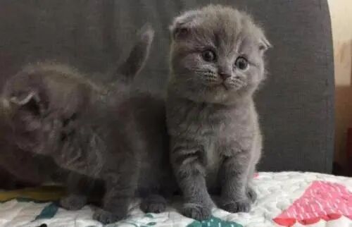 嗯？猫咪到底有多“色”！
