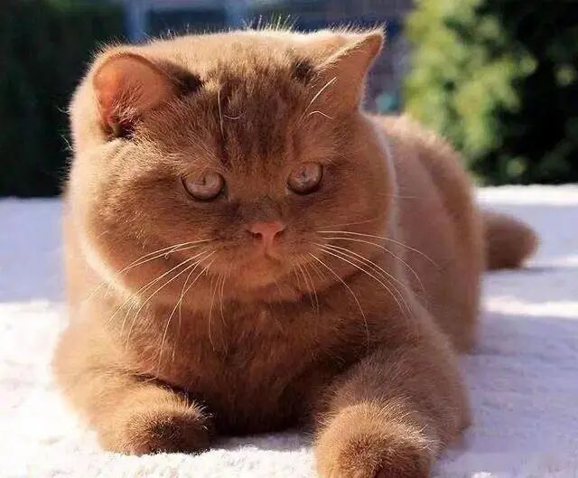 嗯？猫咪到底有多“色”！