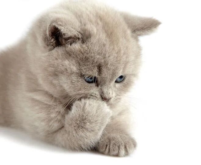 嗯？猫咪到底有多“色”！