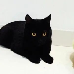 嗯？猫咪到底有多“色”！
