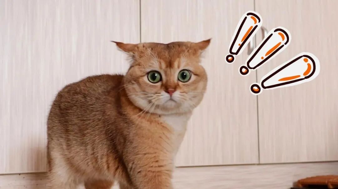 嗯？猫咪到底有多“色”！