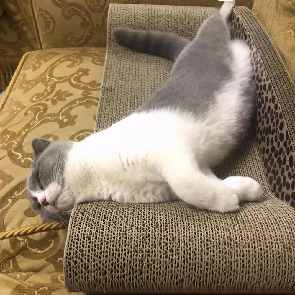 一名合格的“喵师傅”是如何练成的？