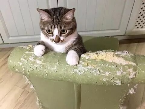 一名合格的“喵师傅”是如何练成的？