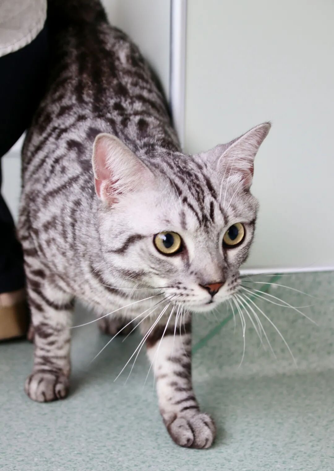 这难道不比东京奥运会开幕燃？