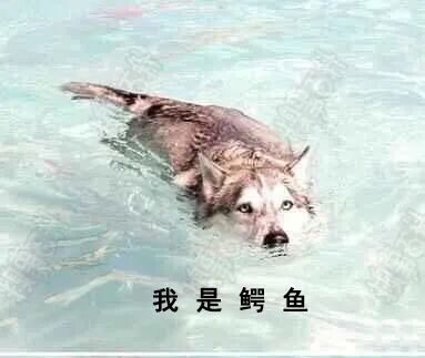 划水居然还有专业的？！