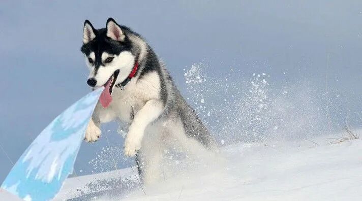 划水居然还有专业的？！