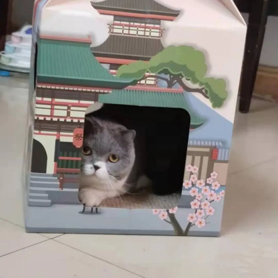 公明选美，获奖背后的努力.....