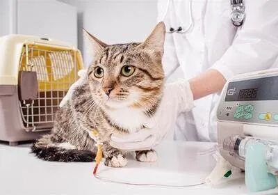 猫咪的心里还藏着什么小秘密？
