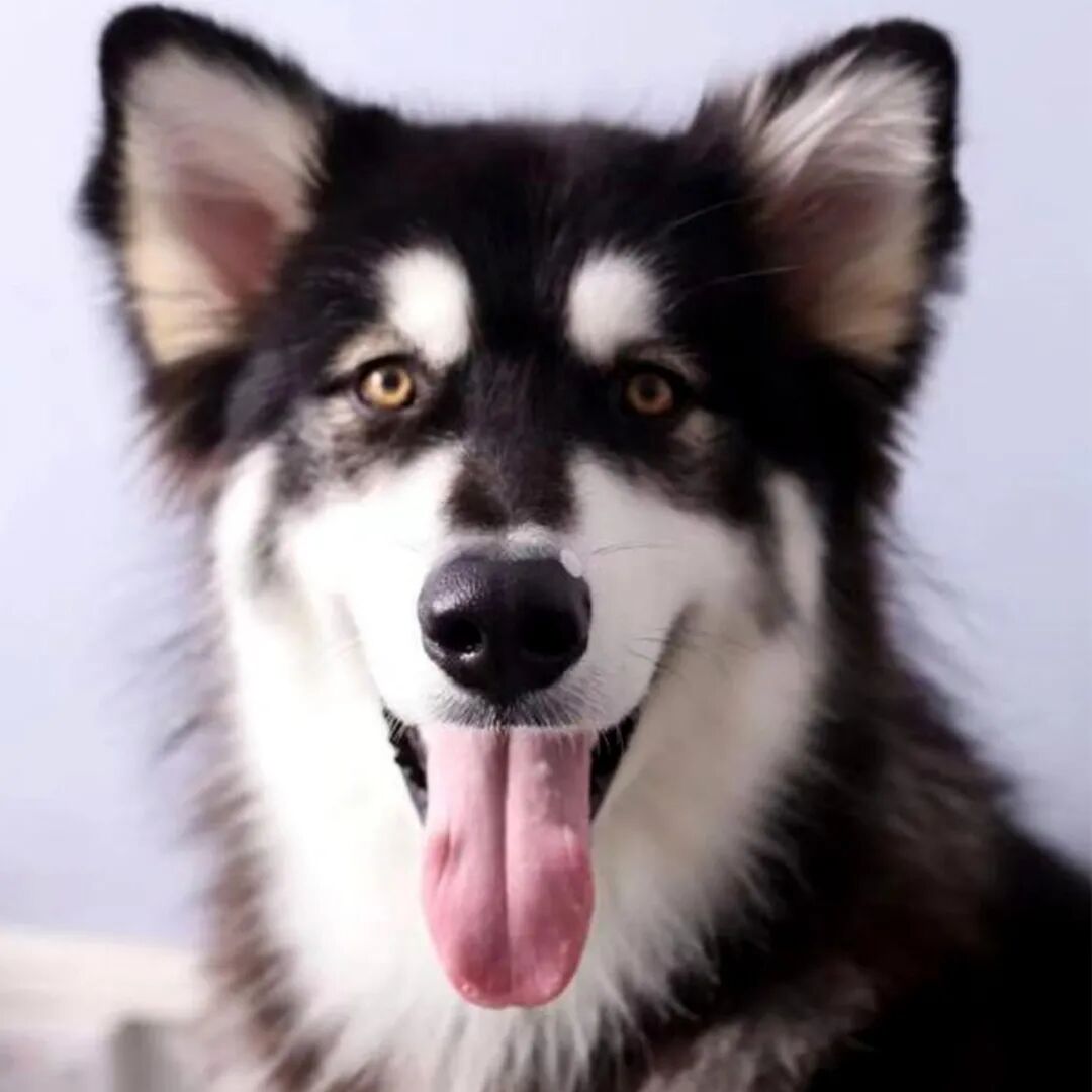 公明选美，获奖背后的努力.....