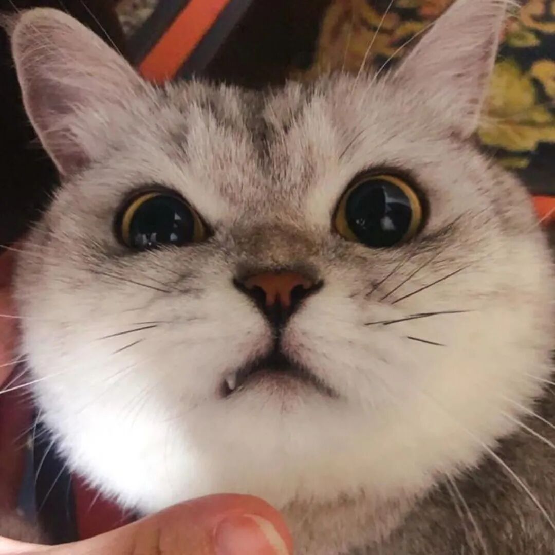 公明选美，获奖背后的努力.....