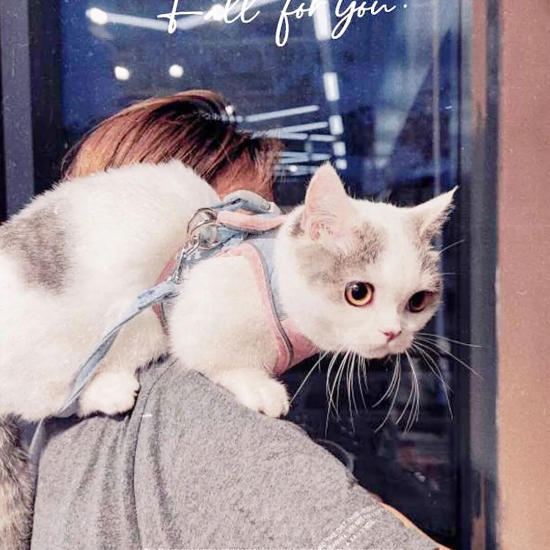 公明选美，获奖背后的努力.....