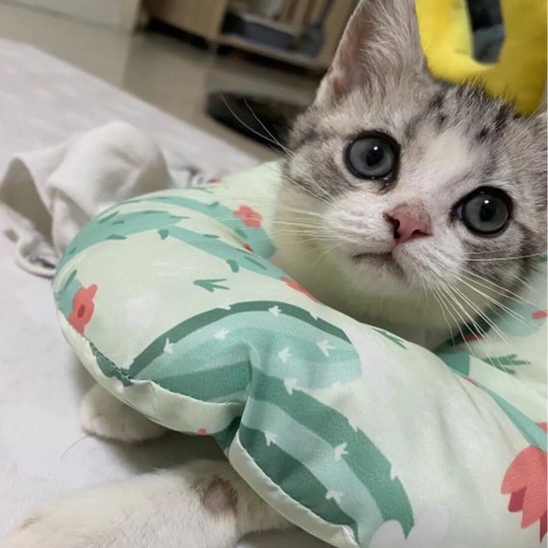 公明选美，获奖背后的努力.....