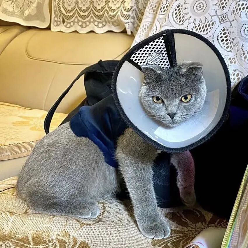 萌猫出道计划，快来为它出谋划策吧！