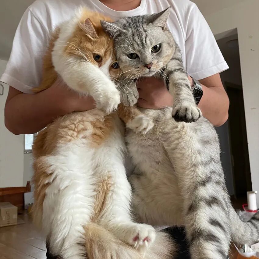 萌猫出道计划，快来为它出谋划策吧！