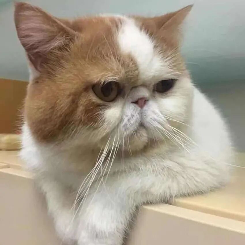 萌猫出道计划，快来为它出谋划策吧！