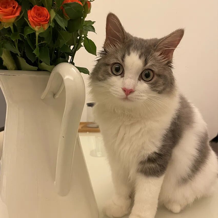 萌猫出道计划，快来为它出谋划策吧！