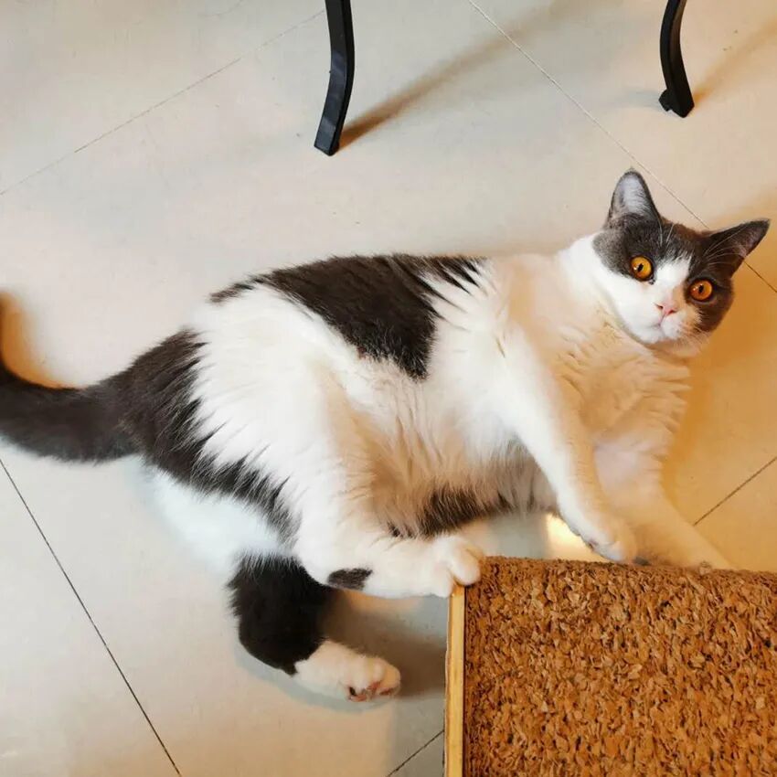 萌猫出道计划，快来为它出谋划策吧！