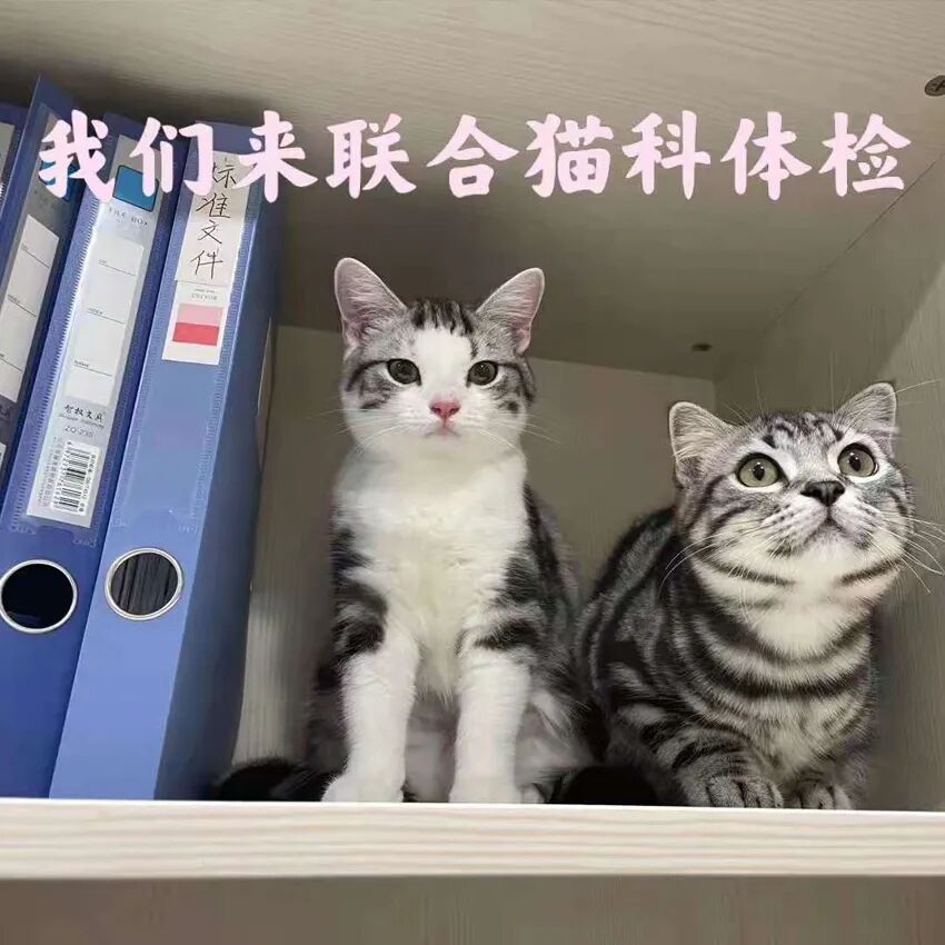 萌猫出道计划，快来为它出谋划策吧！