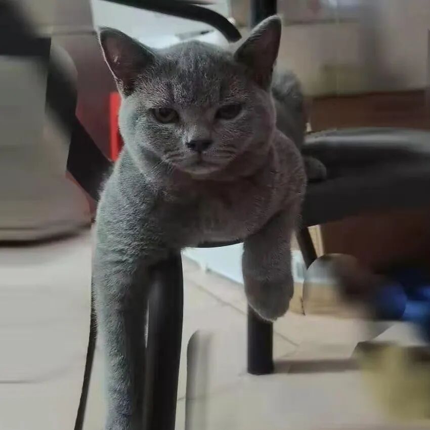 萌猫出道计划，快来为它出谋划策吧！