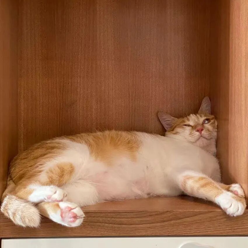 萌猫出道计划，快来为它出谋划策吧！