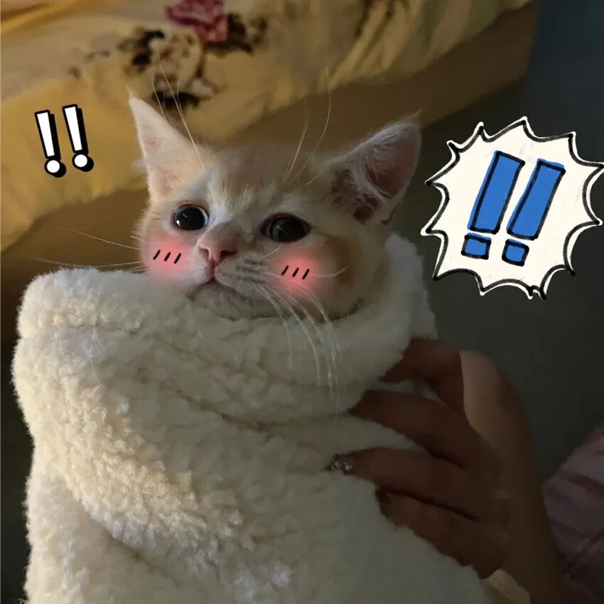 萌猫出道计划，快来为它出谋划策吧！