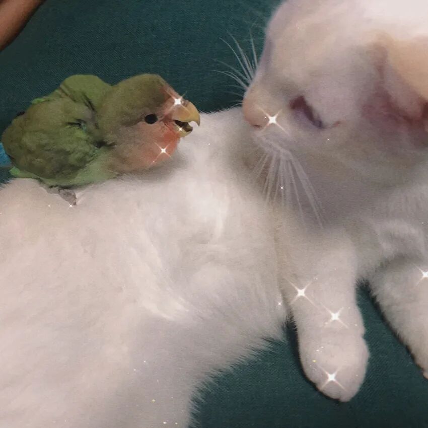 萌猫出道计划，快来为它出谋划策吧！