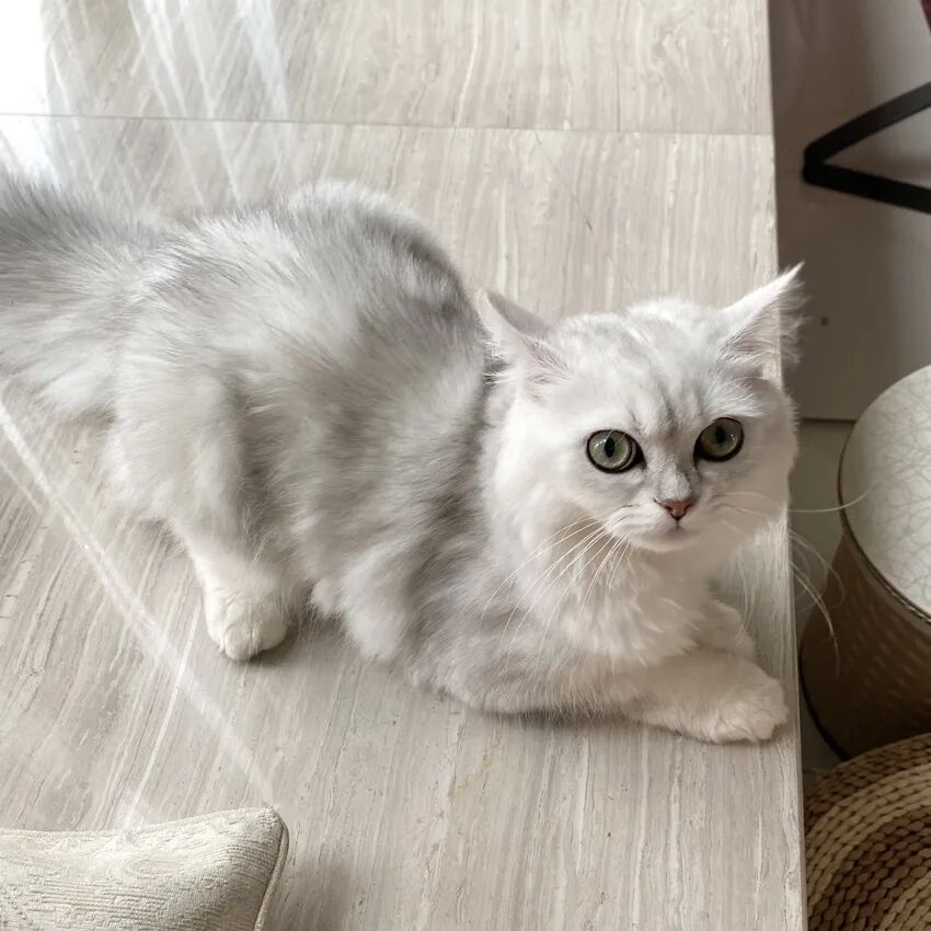 萌猫出道计划，快来为它出谋划策吧！