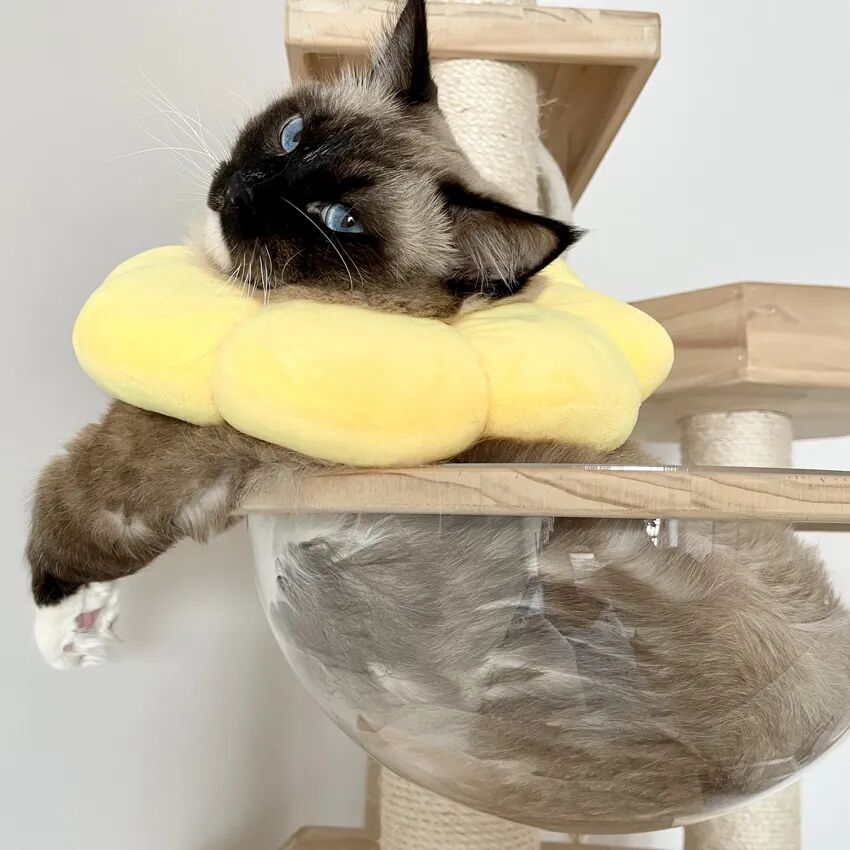 萌猫出道计划，快来为它出谋划策吧！