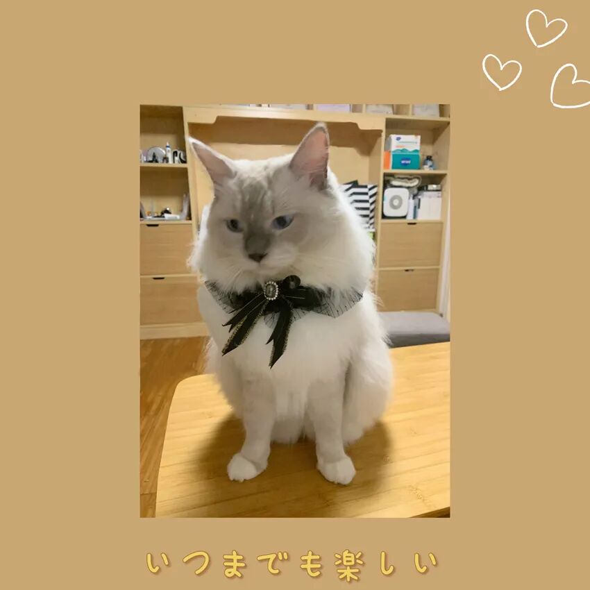 萌猫出道计划，快来为它出谋划策吧！