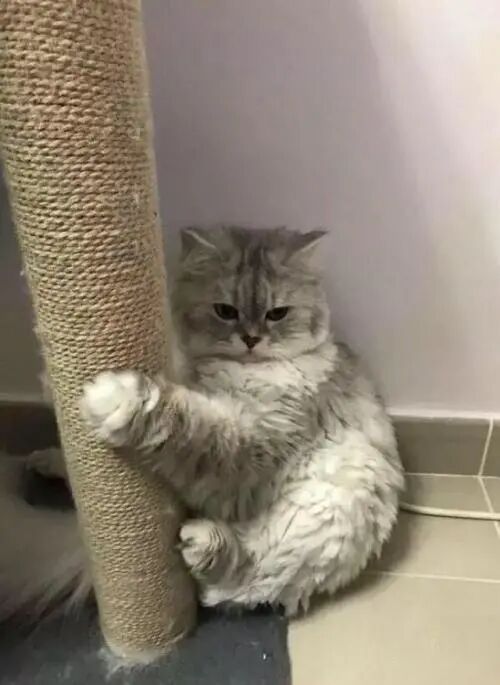 被猫咪嫌弃了？那你可以点进来看看