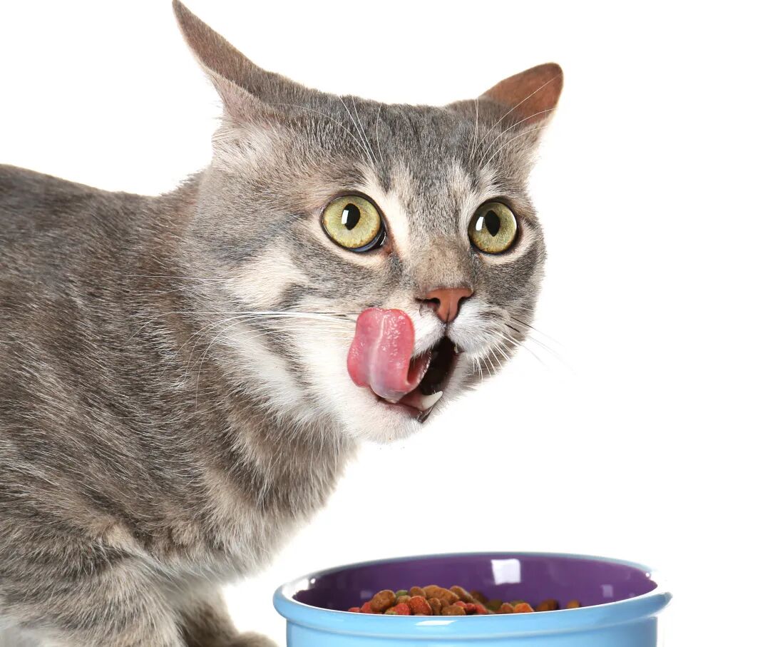 被猫咪嫌弃了？那你可以点进来看看