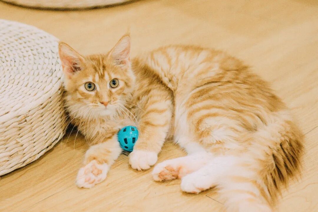 被猫咪嫌弃了？那你可以点进来看看