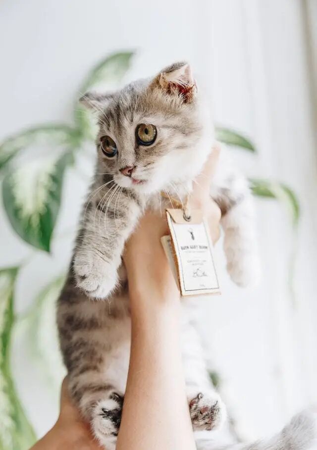 被猫咪嫌弃了？那你可以点进来看看