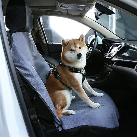 狗狗夏日出行攻略？拿来吧你！