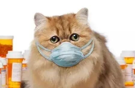 喵和苗，可不仅仅差个口字！