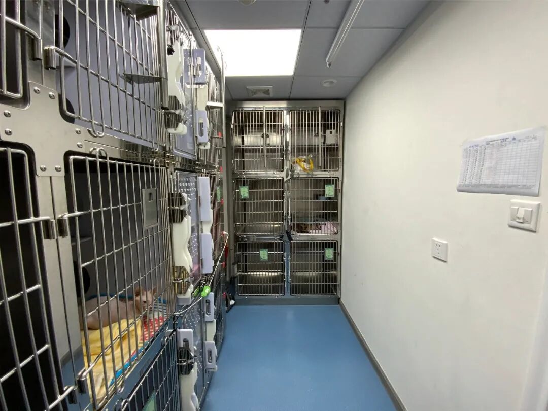 @联合日报—什么是猫you'hao医院？