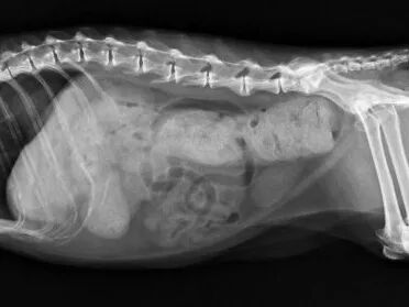 猫：你礼貌吗？