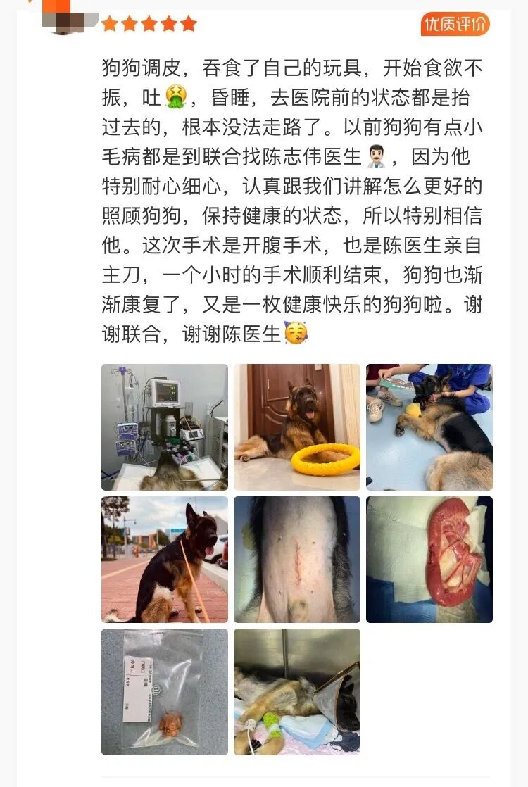 中国兽医日 | 表白每一位兽医师