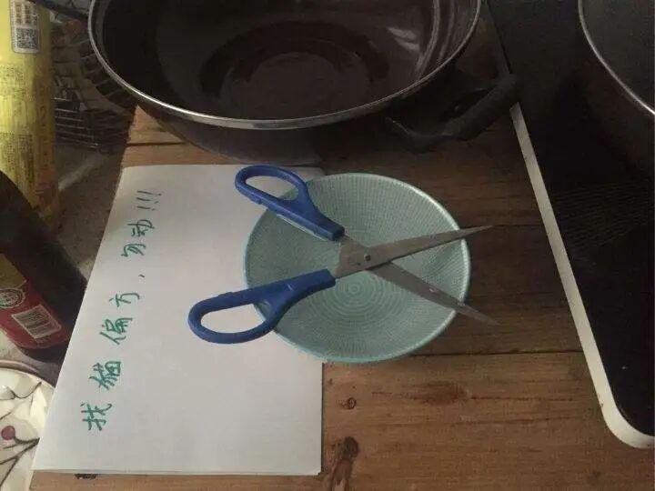 猫丢了怎么找，你还信玄学吗？