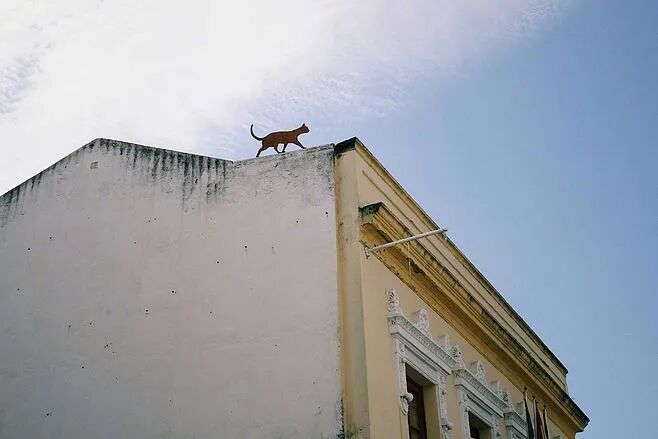 猫丢了怎么找，你还信玄学吗？