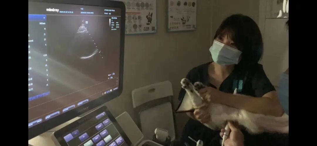 养猫是一时冲动？这样的猫专科医生你肯定没见过