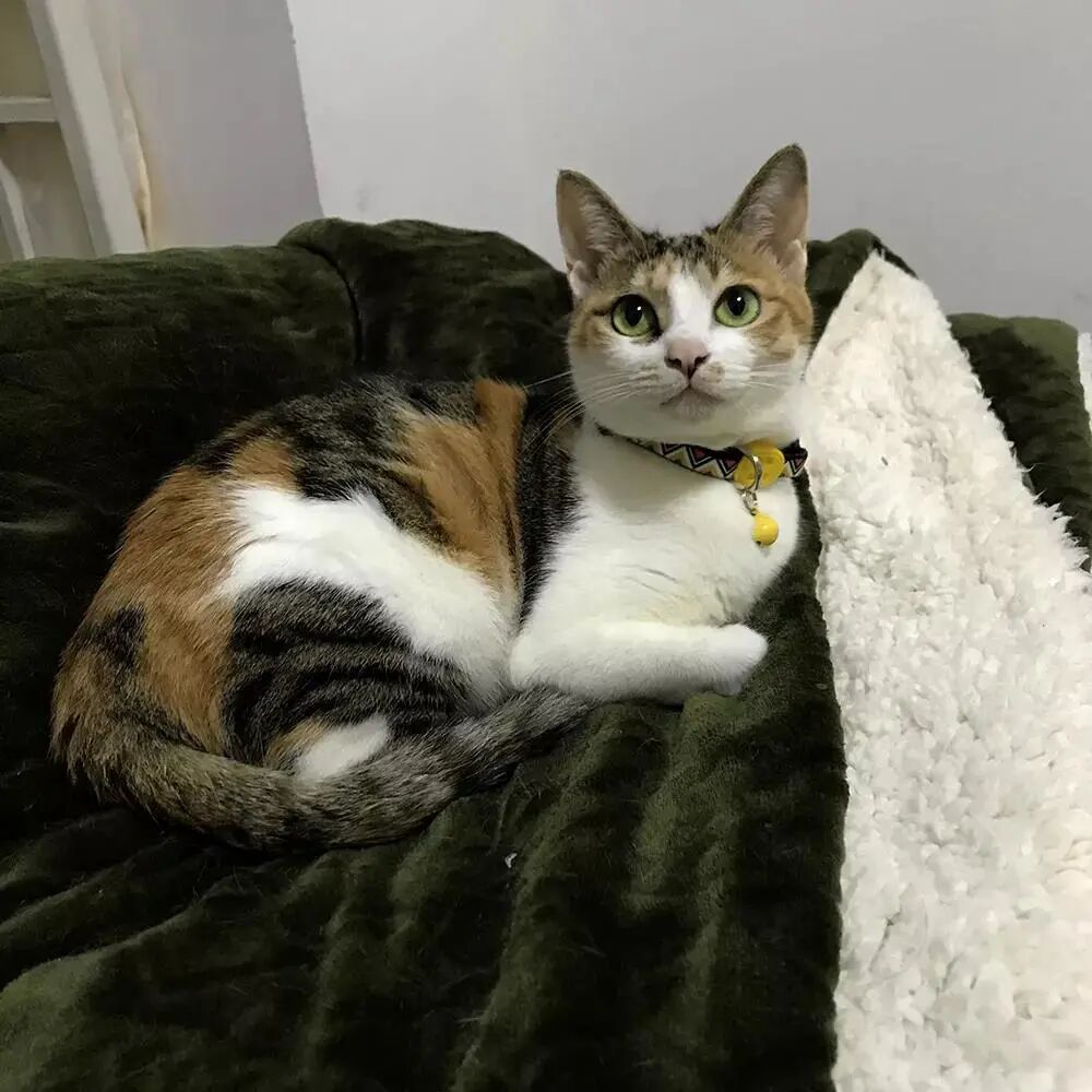 养猫是一时冲动？这样的猫专科医生你肯定没见过