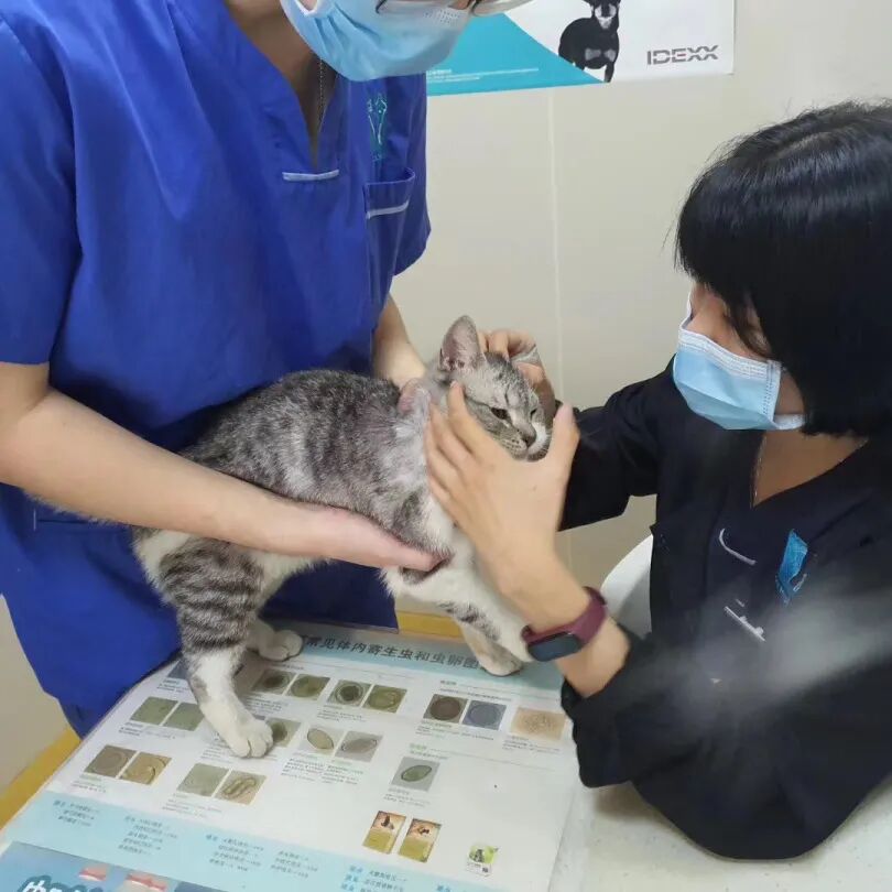 养猫是一时冲动？这样的猫专科医生你肯定没见过