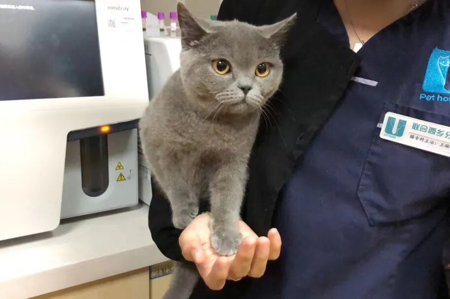养猫是一时冲动？这样的猫专科医生你肯定没见过