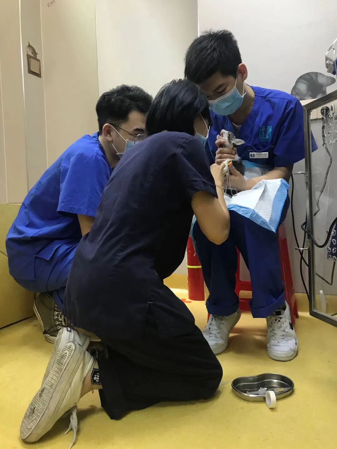 养猫是一时冲动？这样的猫专科医生你肯定没见过