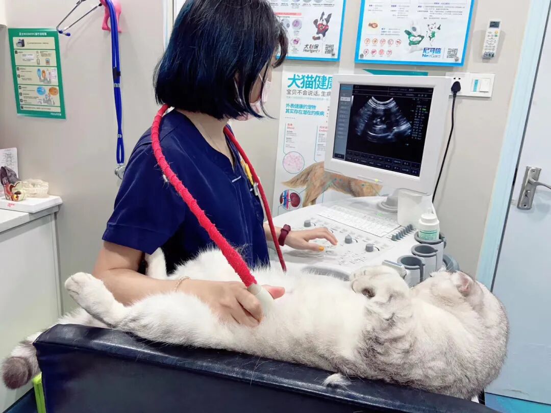 养猫是一时冲动？这样的猫专科医生你肯定没见过