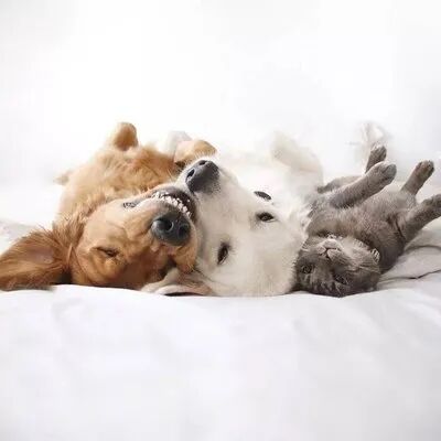 身为一名人类高质量铲屎官，七夕该怎么过？