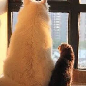 身为一名人类高质量铲屎官，七夕该怎么过？