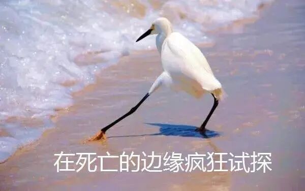 干饭至上？护食行为需纠正！